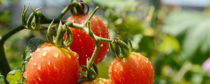 西红柿苗怎么浇水