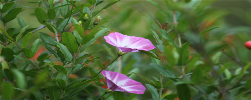 矮牵牛种子种植方法