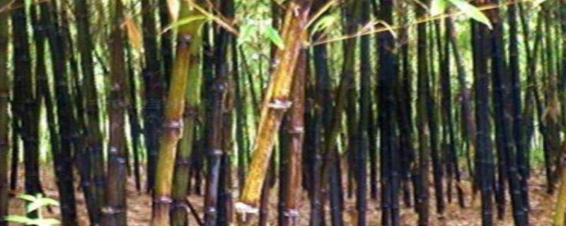 紫竹怎么施肥