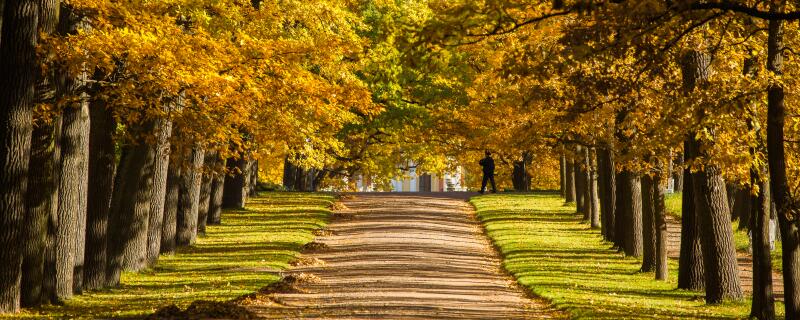 白蜡树种植注意事项