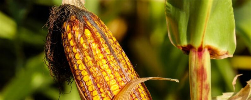玉米产自哪里