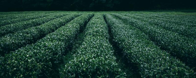 硒茶属于什么茶