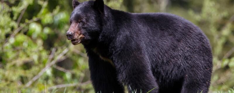 黑熊怎么过冬的