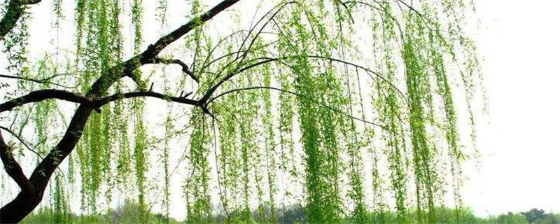 柳树靠什么传播种子的