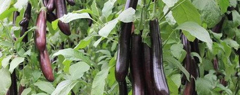 种茄子怎么施肥