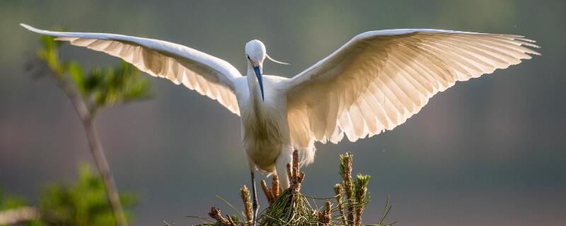 白鹭一般生活在什么地方