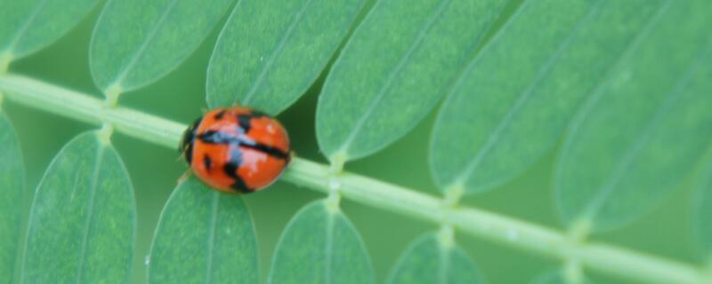 七星瓢虫是害虫吗