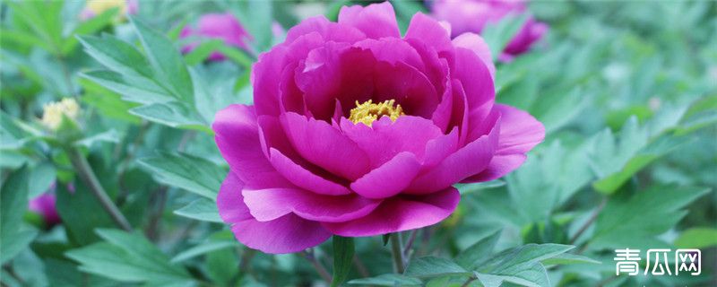 牡丹种植需要注意事项