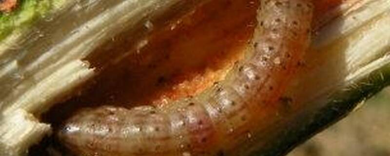 松稍螟怕什么气味