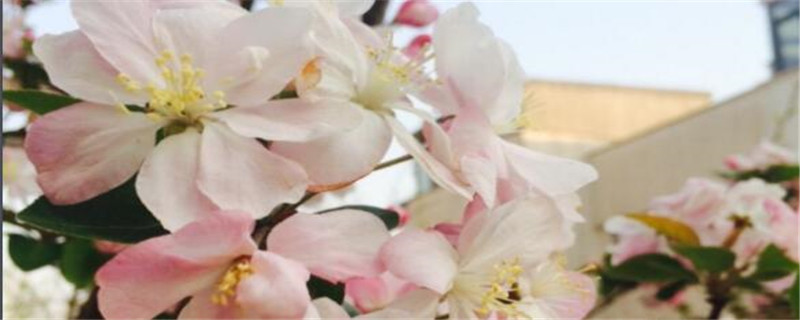 海棠花的种植注意事项