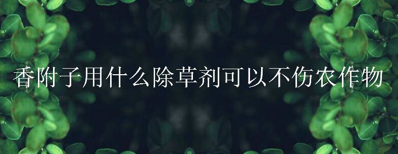 香附子用什么除草剂可以不伤农作物