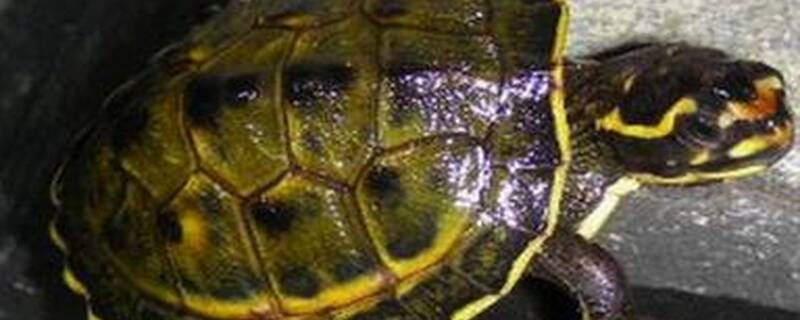 什么水龟和鱼混养