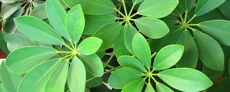 栽种植物的注意事项