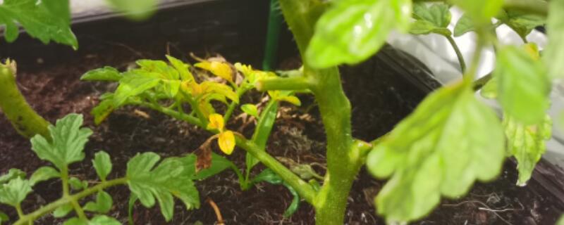 西红柿定植后几天打药