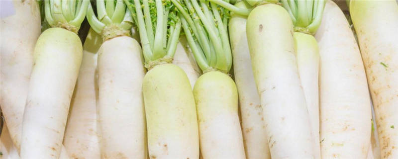 白萝卜种植注意事项
