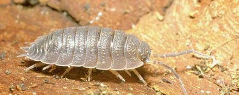 潮虫用什么杀虫剂