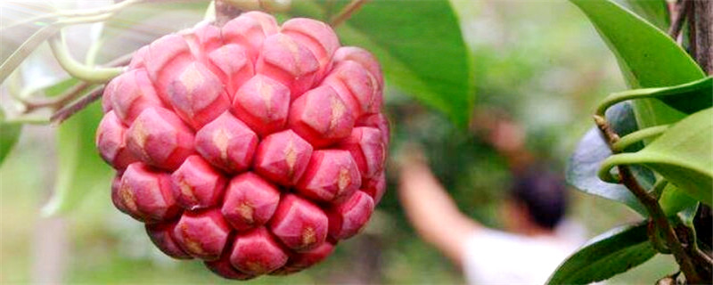 布福娜多久挂果