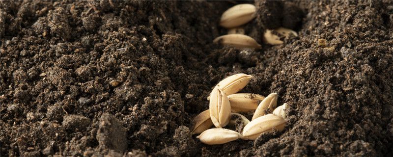 拌种子的农药有哪些