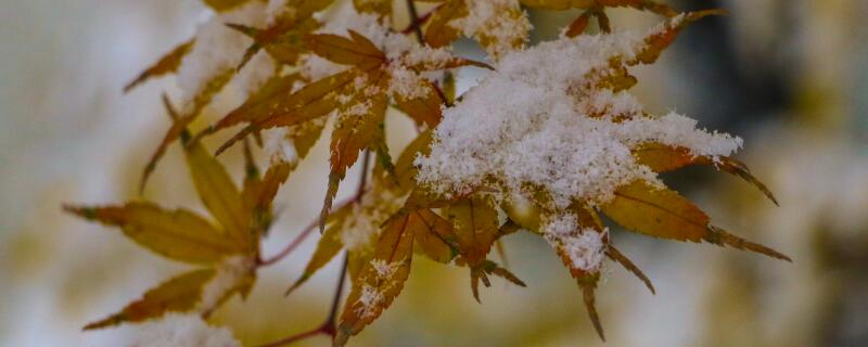 五角枫是种子还是果实