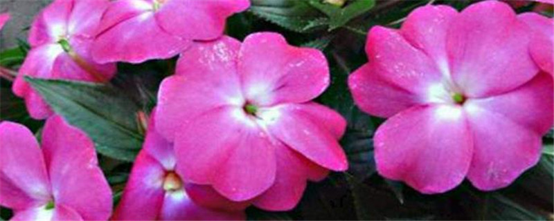 凤仙花是什么植物类型
