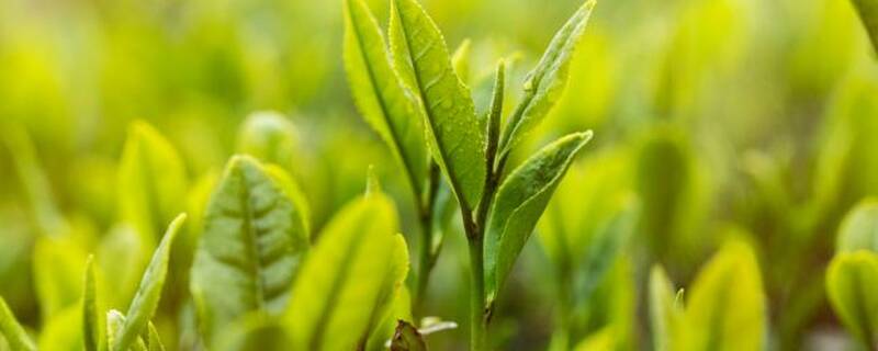 河源产什么茶