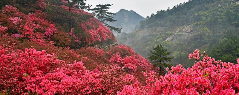 杜鹃花什么时候剪枝修形