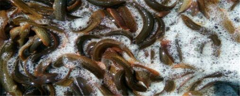 野生鳝鱼和养殖鳝鱼有什么区别