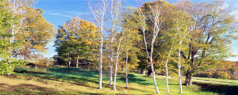 白杨树的特点是什么