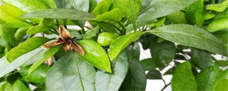 枸桔苗什么时候种植