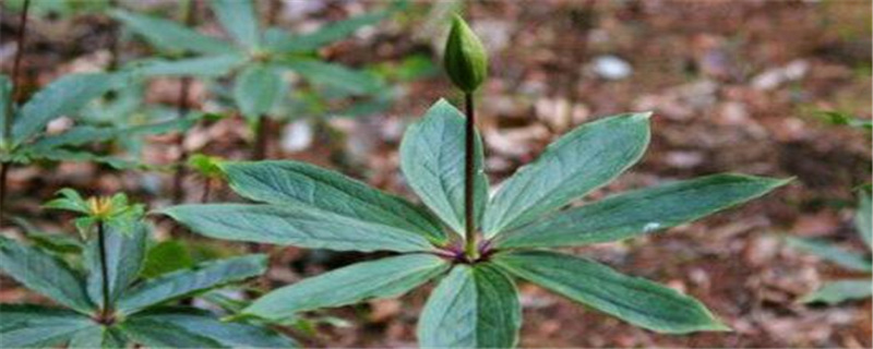 重楼种植需要注意事项