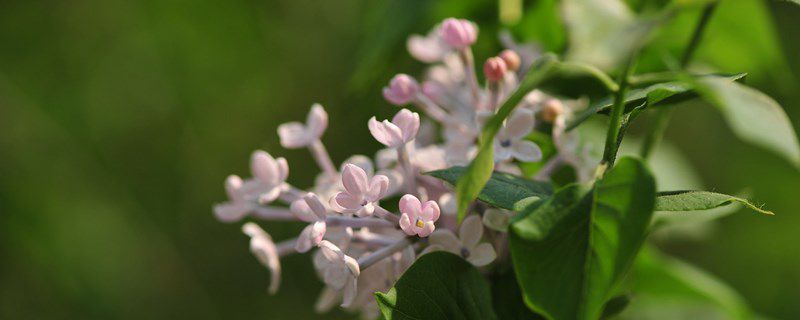 丁香种子种植注意事项