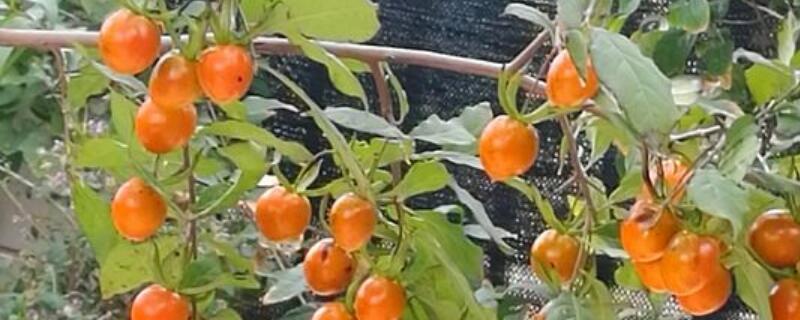 老鸦柿挂果多久