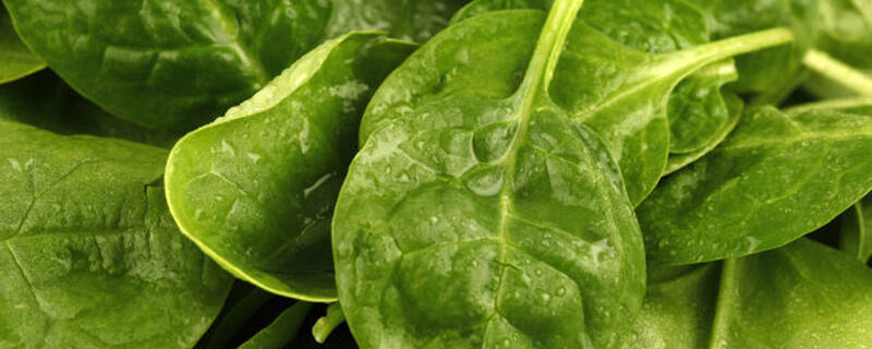 种植木耳菜的注意事项