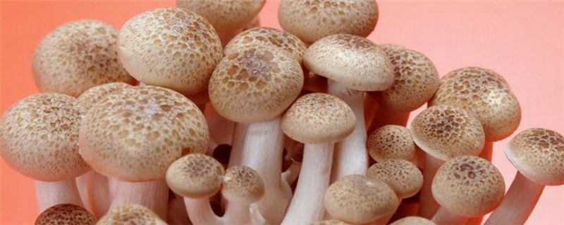 蘑和菇的区别是什么