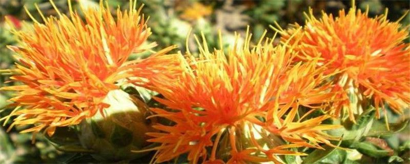 红花的种植的注意事项