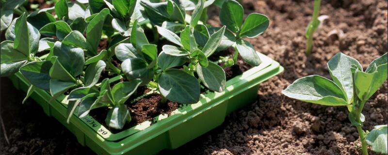 有机茶种植注意事项