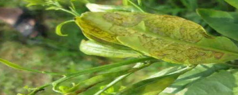 柑橘潜叶蛾用什么农药