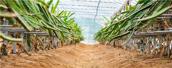 怎样挑选火龙果苗