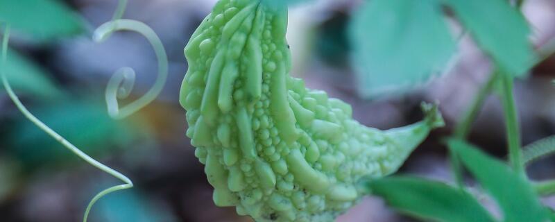 苦瓜用什么农药