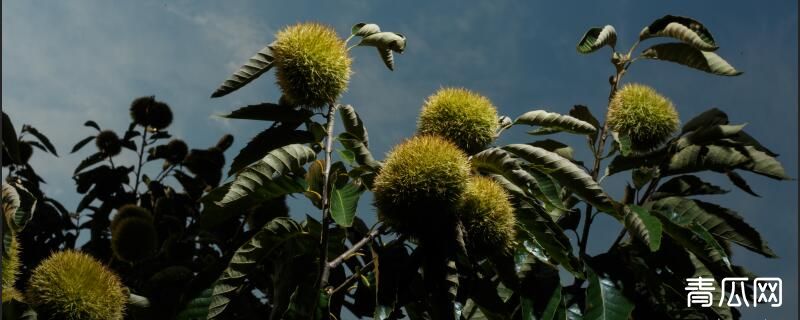 板栗苗种植注意事项