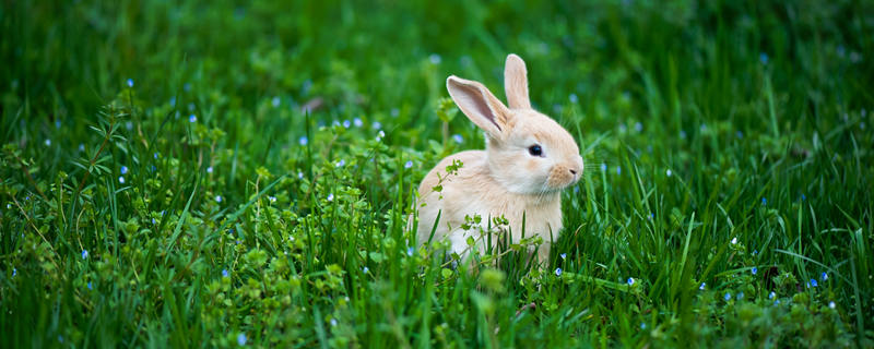 野兔生活规律及捕猎方法