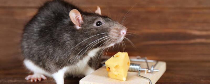 用什么农药杀老鼠