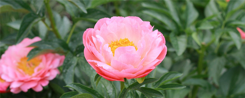 芍药花什么时候移栽