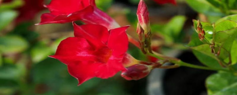 飘香藤怎么施肥