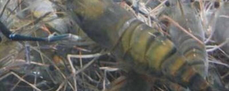 青虾和什么鱼混养