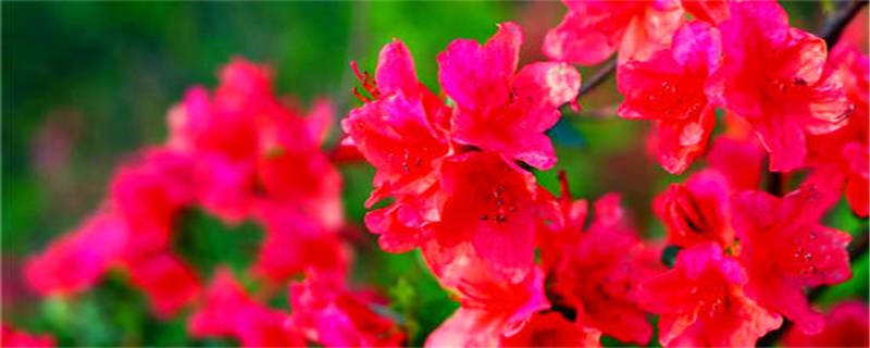 毛杜鹃虫病害怎么治