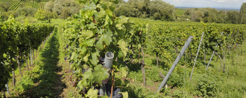 移栽葡萄几年可以挂果