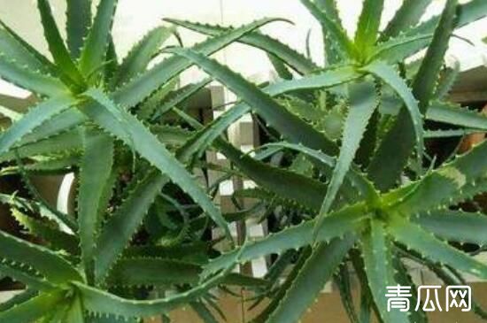 木剑芦荟的功效与作用 木剑芦荟的药用价值