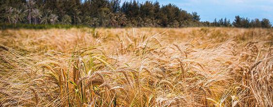 秸秆综合利用有哪些方法