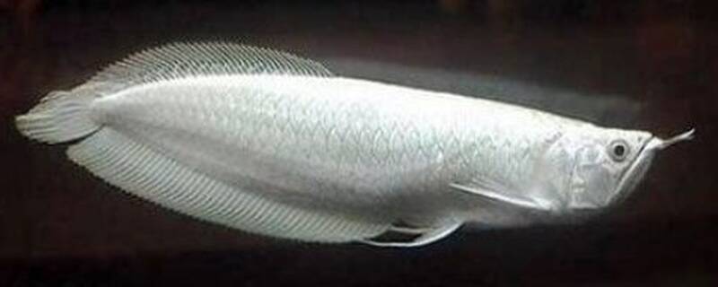 银龙鱼可以和什么鱼混养